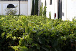 Jerez_Bodegas_Gonzales-Byass_006_small