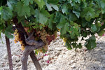 Jerez_Bodegas_Gonzales-Byass_007_small